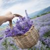 H2k Botanicals Lavender and Sandalwood Hand Care Gift Set 250ml - LAVHWHLBOX